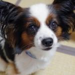 1630105198 945 Papillon