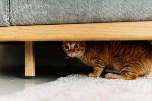 Kaipaavatko kissat omistajiaan?  - Sopeutuvatko kissat uuteen kotiin?