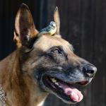 1630141093 184 Belgianpaimenkoira malinois