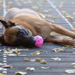 1630141093 254 Belgianpaimenkoira malinois