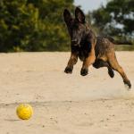 1630141093 657 Belgianpaimenkoira malinois