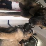 1630141093 659 Belgianpaimenkoira malinois
