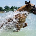1630141093 674 Belgianpaimenkoira malinois