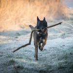 1630141093 71 Belgianpaimenkoira malinois
