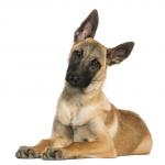1630141093 729 Belgianpaimenkoira malinois