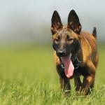 1630141093 787 Belgianpaimenkoira malinois