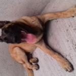 1630141093 800 Belgianpaimenkoira malinois