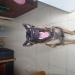 1630141094 28 Belgianpaimenkoira malinois
