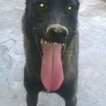 1630141094 319 Belgianpaimenkoira malinois