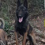 1630141094 860 Belgianpaimenkoira malinois