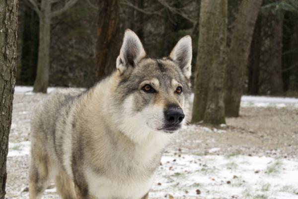 Tšekkoslovakian Wolfdog Grooming - hiusten harjaus