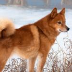 1630170411 254 Suomenpystykorva suomenpystykorva