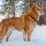 1630170411 760 Suomenpystykorva suomenpystykorva