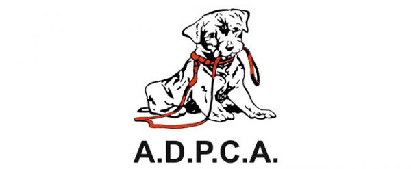 Missä adoptoida koira Zaragozassa - ADPCA.  Eläinten julmuuden puolustuksen ja ehkäisyn yhdistys