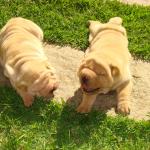 1630178258 152 Shar pei