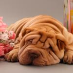 1630178258 158 Shar pei