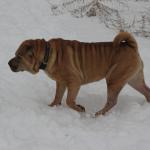 1630178258 282 Shar pei