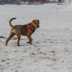 1630178258 325 Shar pei