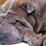 1630178258 339 Shar pei