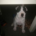 1630178258 346 Shar pei