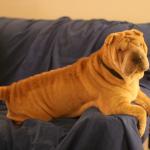 1630178258 388 Shar pei