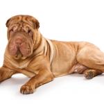 1630178258 401 Shar pei