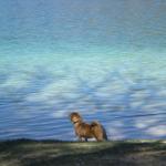 1630178258 460 Shar pei