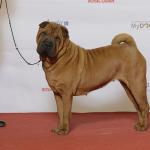 1630178258 51 Shar pei