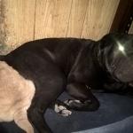 1630178258 590 Shar pei
