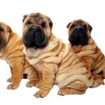1630178258 597 Shar pei