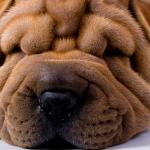 1630178258 696 Shar pei