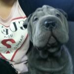 1630178258 715 Shar pei