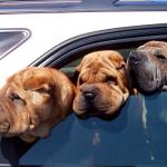 1630178258 807 Shar pei