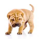1630178258 843 Shar pei
