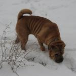 1630178258 884 Shar pei