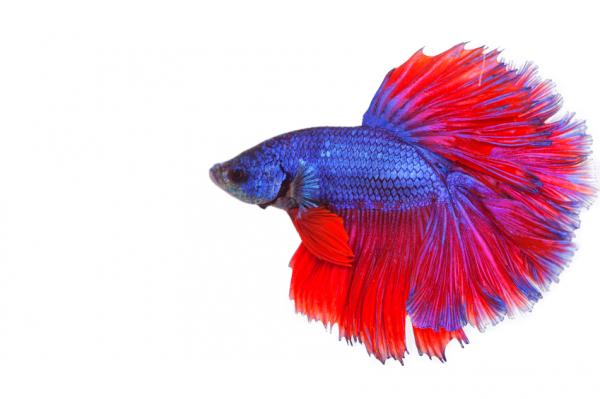 Kylmän veden kala - Betta Splendens