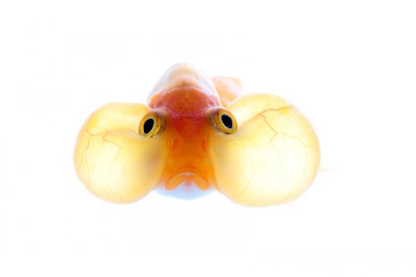 Kylmän veden kala - Bubble Eye Fish
