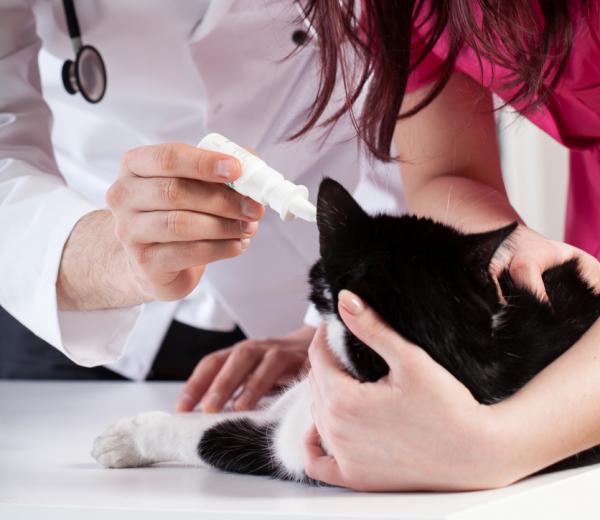 Miksi kissallani on niin paljon pahoja tunteita?  - Kissan herpesvirus tyyppi 1