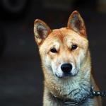1630185168 282 Chindo koira tai korealainen Jindo