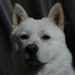 1630185168 673 Chindo koira tai korealainen Jindo
