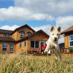 1630185168 84 Chindo koira tai korealainen Jindo