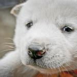 1630185168 961 Chindo koira tai korealainen Jindo