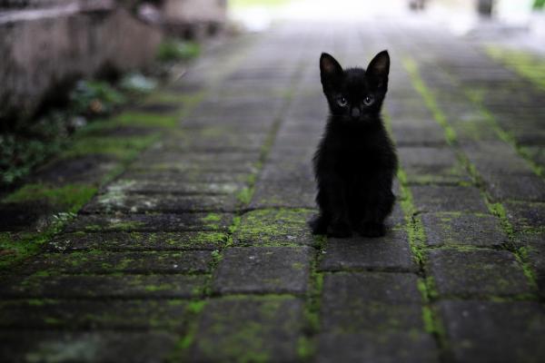 10 syytä ottaa kissa - 7. Syyt ottaa musta kissa