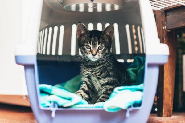 10 syytä adoptoida kissa - vinkkejä kissojen adoptointiin