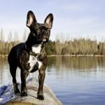 1630193569 576 Frenchton