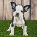 1630193569 895 Frenchton