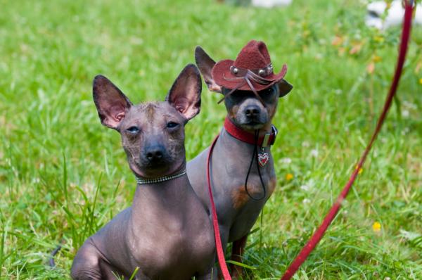 Nykyiset ja sukupuuttoon kuolleet meksikolaiset koirarodut - 2. Xoloitzcuintle, tuhatvuotinen meksikolainen koira