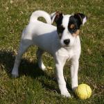 1630200244 101 Parson russellinterrieri