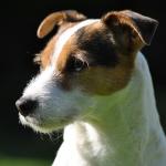 1630200244 91 Parson russellinterrieri