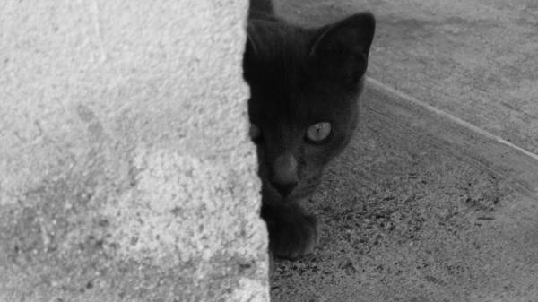 Alien Cats Theory - Pelko ja valitus